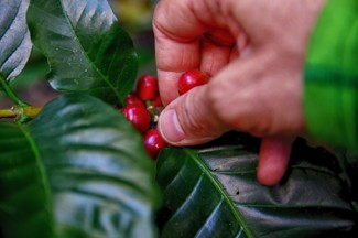 coffee-beans-raw